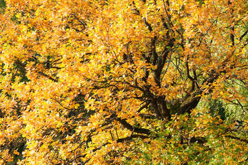 Yellow foliage of an oak tree