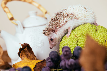 Close up shot of adorable little hedgehog playing with teapot, autumn leaves and grapes on white...