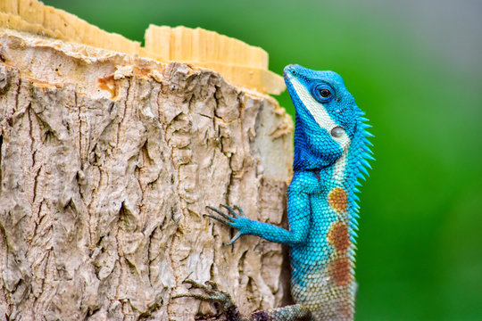 blue chameleon on the stick.