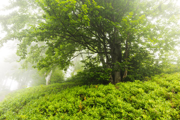 Obrazy  Drzewo we mgle otoczone krzakami jagód
