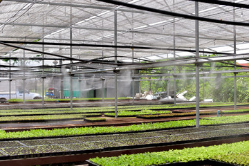 plant seedling lettuce in house.