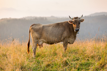 Cow in a pasture in the mountains just before sunset