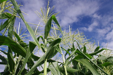 スイートコーン畑