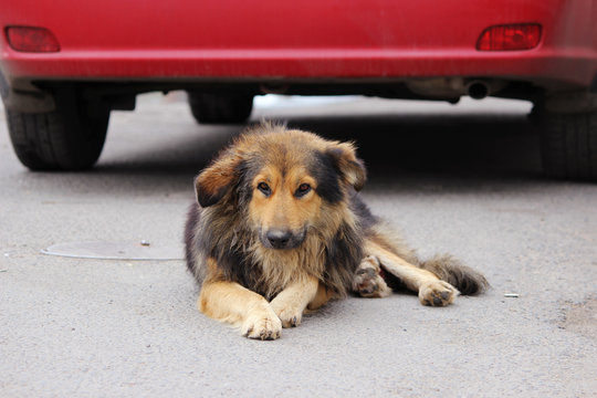 stray shaggy haired dog lying beside a red car on asphalt.
