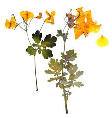 pressed celandine perspective, dry delicate yellow flowers and p