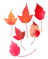 multicolor pressed decorative maple leaves