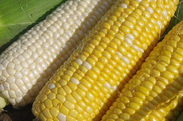 採りたてのスイートコーン３種類（イエロー、バイカラー、ホワイト）