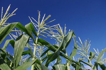 スイートコーンの開花（雄花）