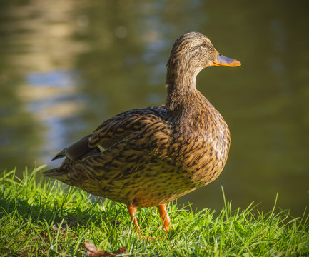 duck on grass near lake