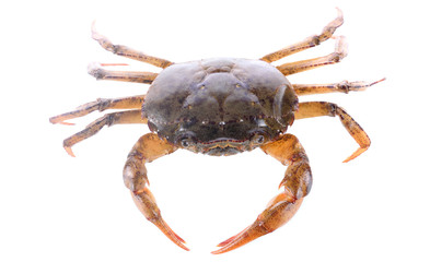 field crab isolated photography on white background