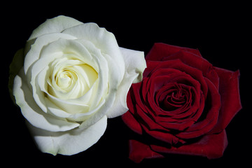 roses blanche et rouge