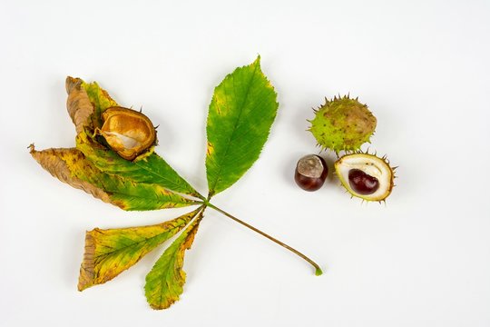Fresh chestnuts with autumn leaves.