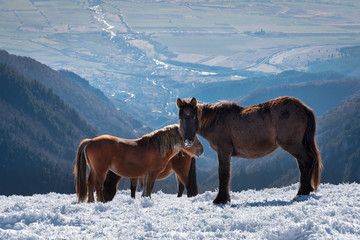 horses on the ranch winter.