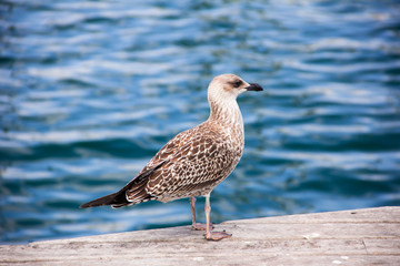 Young mediterranean gull on the pier in Barcelona