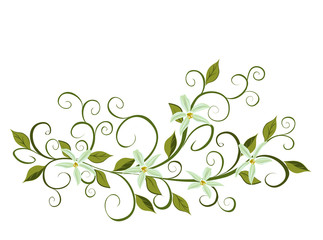 Vector illustration of Curling vines of the orchids of vanilla.