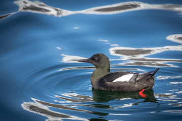 Black guillemot