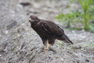 golden eagle (Aquila chrysaetos)