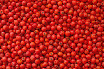 fruits are red ash lie on the table. background of fruits of mountain ash. for design