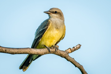 Western Kingbird on Branch