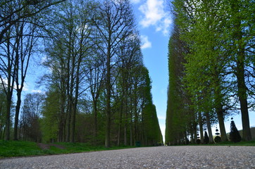 VISTA DESDE EL SUELO CON ARBOLES VERDES