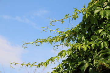 Virginia creeper (Parthenocissus quinquefolia var. murorum) against a blue sky in the summer garden