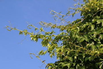 Virginia creeper (Parthenocissus quinquefolia var. murorum) against a blue sky in the summer garden