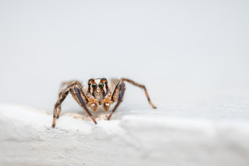 Springspinne auf weiß