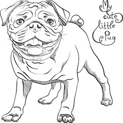 black and white sketch cute dog pug breed