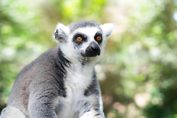 Lemur (Lemur catta) orange eyes.