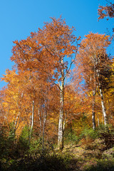 Obraz premium Fabulous colors in the autumn forest on a sunny day