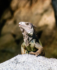 closeup of iguana in national park tayrona - Colombia