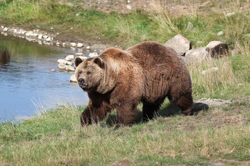 Obraz na płótnie Canvas Brown bear in the nature