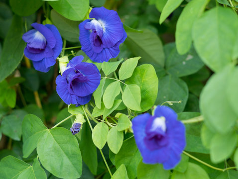Butterfly Pea flower