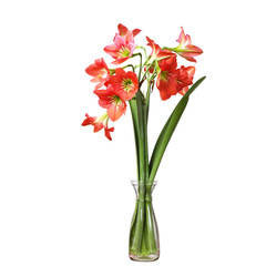 Red Hippeastrum flower isolated on white
