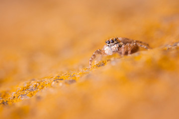 Jumping Spider in orange