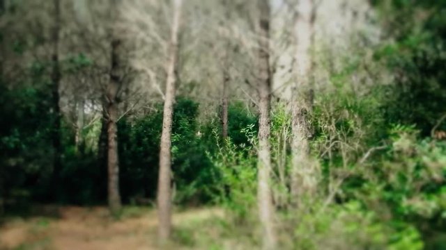 Long timelapse of a run in the woods, ending near a lake. Diorama fx.
