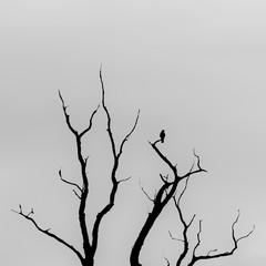 Fototapeta premium vogel
