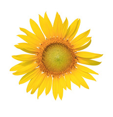 Bright yellow sunflowers isolated on white background