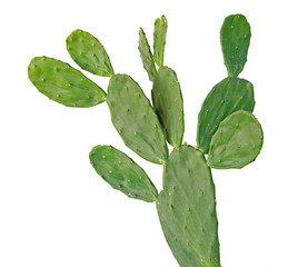 cactus isolated on white background