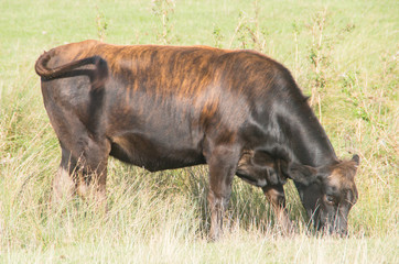 brown cow