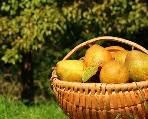 birnen im korb