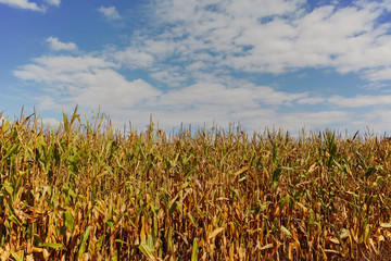 Field with ripe corn and blue sky