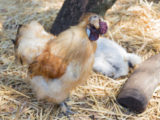 beautiful cock unusual breed