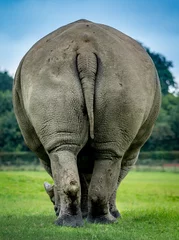 Foto op Canvas Back of a Rhino © greenbriar52