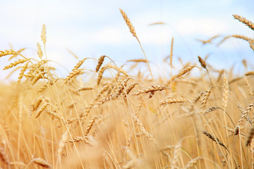 Gold wheat field and blue sky