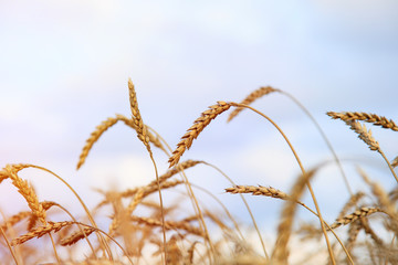 Wheat field against a blue sky