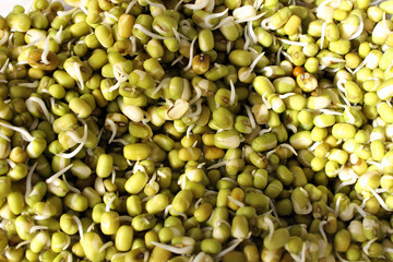 Sprouted mung beans closeup