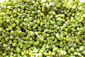 Sprouted mung beans closeup