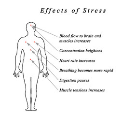 Stress &  Body