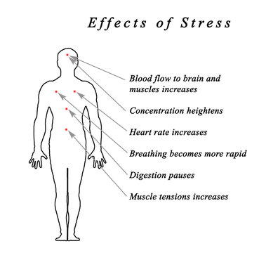 Stress &  Body